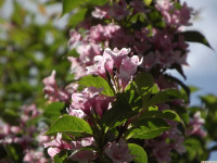kwiat_1289