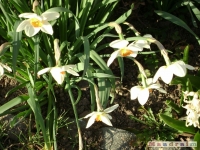 kwiat_133