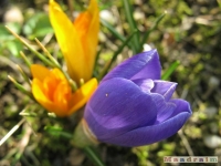 kwiat_142
