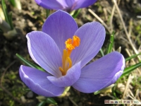 kwiat_144