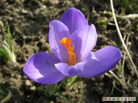 kwiat_145