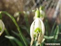 kwiat_147