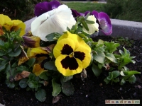 kwiat_154