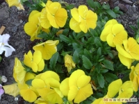 kwiat_158