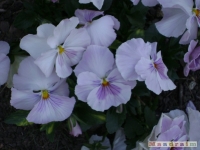kwiat_161