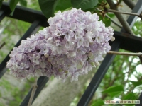 kwiat_162