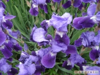 kwiat_168