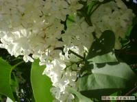 kwiat_172