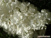 kwiat_174
