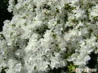 kwiat_179