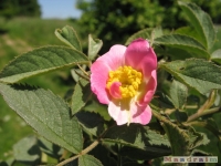 kwiat_239