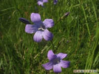 kwiat_241