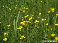 kwiat_242