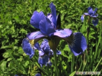 kwiat_244