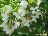 kwiat_253