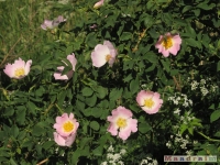 kwiat_254