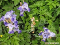 kwiat_264