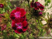 kwiat_265