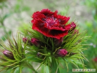 kwiat_266