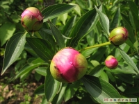 kwiat_267