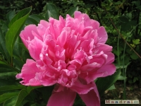 kwiat_268