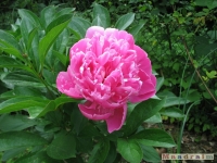 kwiat_269