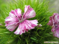kwiat_272