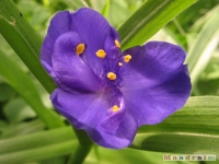 kwiat_273
