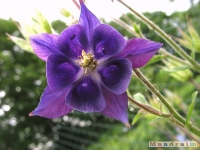 kwiat_275