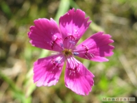 kwiat_276