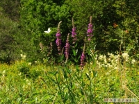 kwiat_278