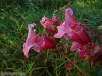 kwiat_279
