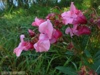 kwiat_280