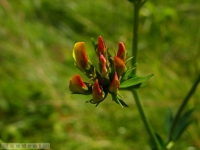 kwiat_281
