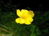 kwiat_283