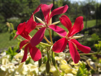 kwiat_586