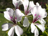 kwiat_587