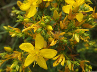 kwiat_598