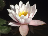 kwiat_601