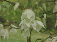 kwiat_613