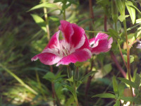 kwiat_616