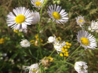 kwiat_621