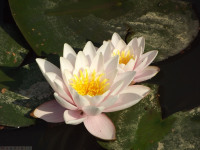 kwiat_622