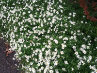 kwiat_632
