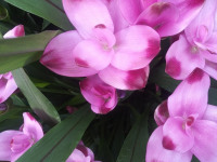 kwiat_636