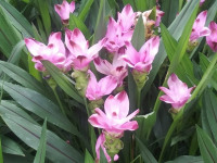 kwiat_637
