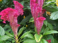 kwiat_640