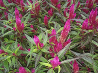 kwiat_641