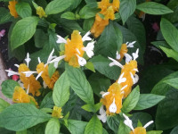 kwiat_643