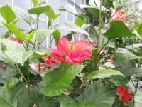 kwiat_646